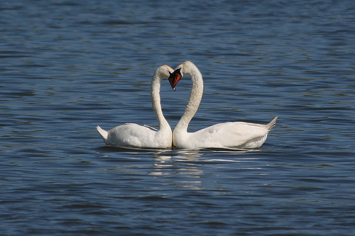 swan heart couple