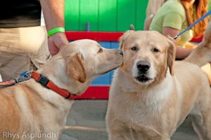 Dogs kissing