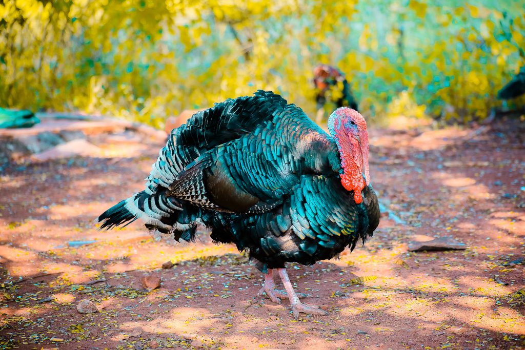 1 thanksgiving meal challenge