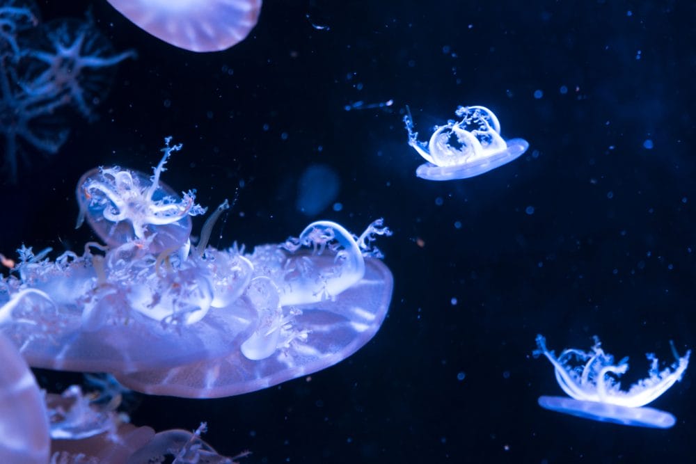 jellyfish