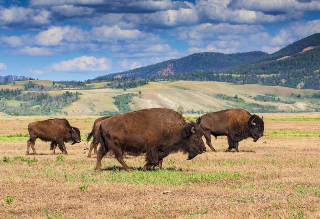Wyoming